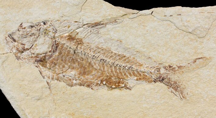 Bargain, Cretaceous Fish (Nematonotus) Fossil - Lebanon #147230
